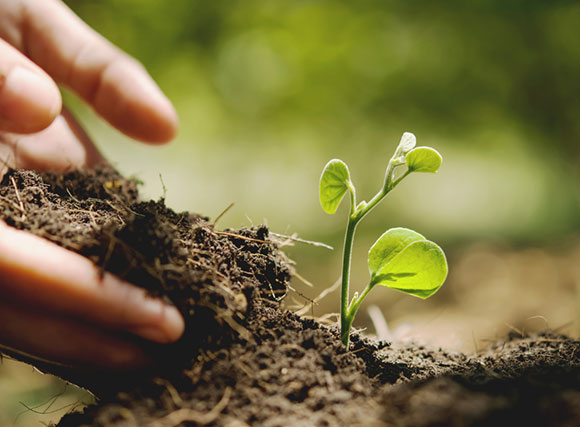 Manos tierra planta